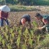 Babinsa Koramil 02 / Sekayam Bantu Kelompok Tani Satria Jaya Tanam Padi