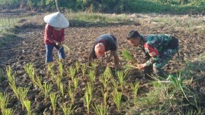 Babinsa Koramil 02 / Sekayam Bantu Kelompok Tani Satria Jaya Tanam Padi