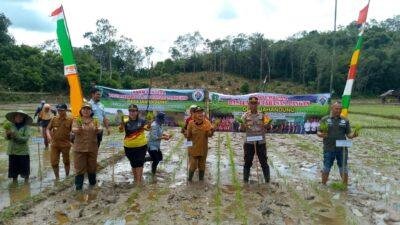 32 Kelompok Tani Mareho Desa Jahandung Terima Bantuan Benih Padi Inpari 8 32 Kelompok Tani Mareho Desa Jahandung Terima Bantuan Benih Padi Inpari