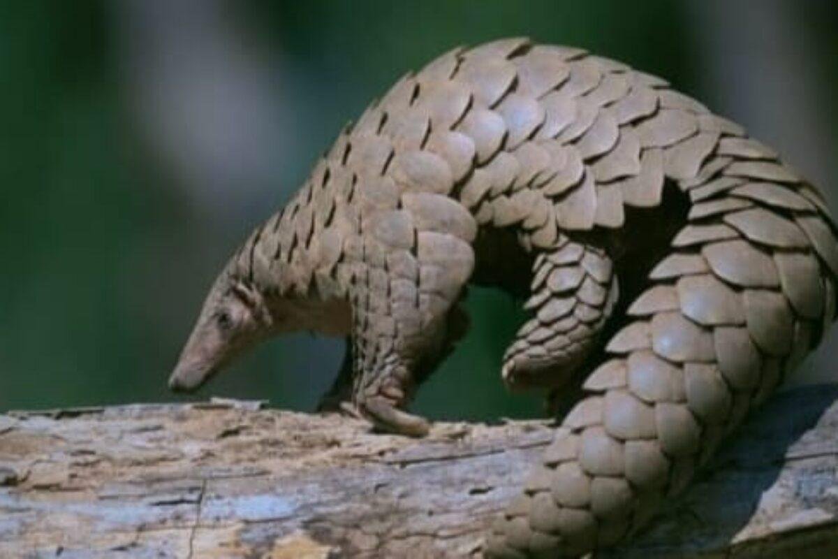 Polisi Ungkap Perdagangan Ilegal Sisik Trenggiling di Sanggau