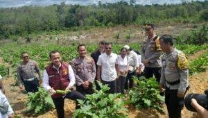 Dir Reskrimum Polda Kalbar Cek Penanaman Jagung Serentak Di Mandor Landak