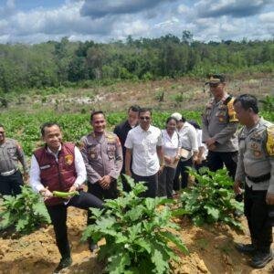 Dir Reskrimum Polda Kalbar Cek Penanaman Jagung Serentak Di Mandor Landak