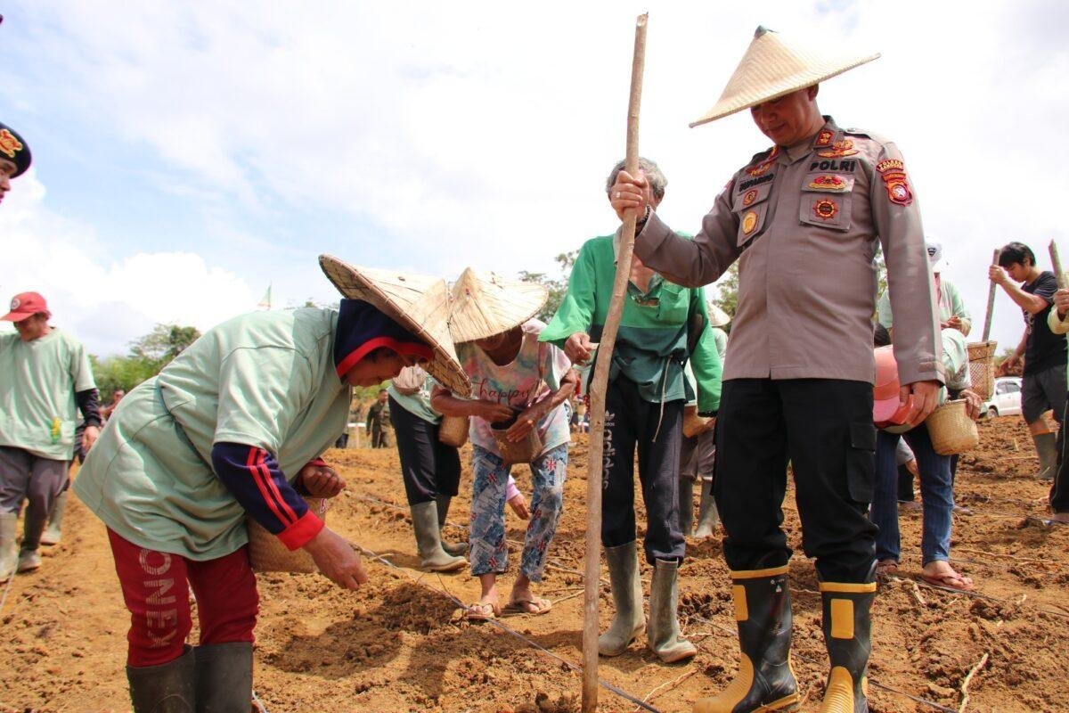 Penanaman Jagung Serentak di Sanggau, Langkah Strategis Wujudkan Ketahanan Pangan Nasional
