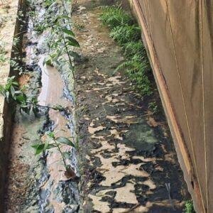 DLH Bengkayang Tindaklanjuti Dugaan Pencemaran Lingkungan oleh Peternakan Ayam