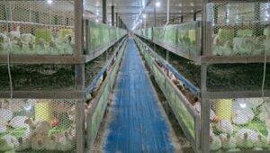 Peternakan Ayam di Bengkayang Dikeluhkan Warga karena Bau Menyengat