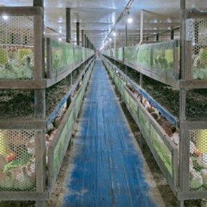 Peternakan Ayam di Bengkayang Dikeluhkan Warga karena Bau Menyengat