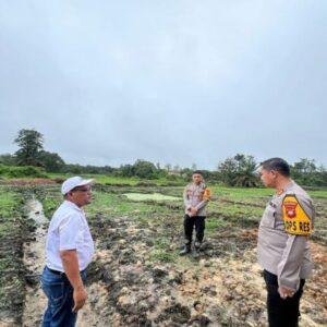 Kapolres Sanggau Tanam Jagung Monokultur untuk Dukung Ketahanan Pangan