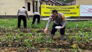 Polsek Jagoi Babang Dorong Ketahanan Pangan, Kapolsek dan Bhabinkamtibmas Lakukan Pemupukan di Lahan P2B