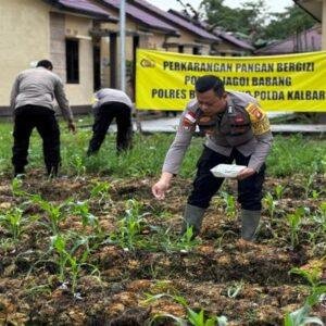 Polsek Jagoi Babang Dorong Ketahanan Pangan, Kapolsek dan Bhabinkamtibmas Lakukan Pemupukan di Lahan P2B 4 Polsek Jagoi Babang Dorong Ketahanan Pangan, Kapolsek dan Bhabinkamtibmas Lakukan Pemupukan di Lahan P2B