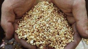 Penampung Emas Ilegal Di Nanga Mahap Luput Dari Penegak Hukum