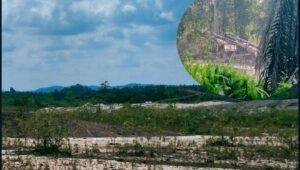 PETI di Peniti Kian Marak, Penggunaan Solar Subsidi dan Dugaan Pembiaran Tuai Sorotan