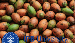 IPB University Dorong Ekspor Pinang dari Kalbar, Bupati Sujiwo: Momentum Kebangkitan Komoditas Rakyat