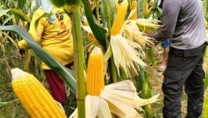 Panen Raya Jagung di Kalbar, Polri Lepas Ekspor dan Bangun Gudang Skala Nasional