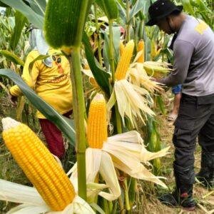 Panen Raya Jagung di Kalbar, Polri Lepas Ekspor dan Bangun Gudang Skala Nasional