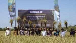 IPB dan Astra Panen Perdana Padi IPB 9G di Sambas, Dorong Ketahanan Pangan Nasional