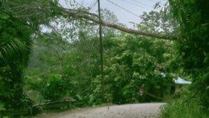 Pohon Tumbang Timpa Kabel Listrik di Jalan PH Sulaiman, Listrik Padam di Sejumlah Wilayah