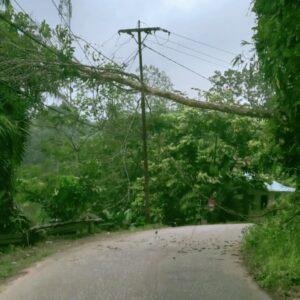 Pohon Tumbang Timpa Kabel Listrik di Jalan PH Sulaiman, Listrik Padam di Sejumlah Wilayah