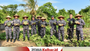 TNI AL Panen Labu di Mempawah, Dukung Ketahanan Pangan