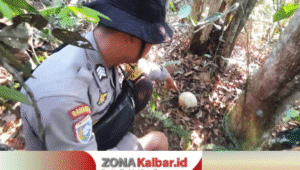 Tengkorak Diduga Eks Karyawan PT ICA Ditemukan di Lahan PT Antam Sanggau