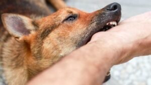 Kasus Gigitan Hewan Penular Rabies di Sanggau Melonjak, Enam Warga Meninggal Saat KLB