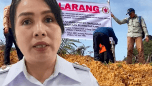 Lahan Hutan Digusur Sawit, Pemkab Sanggau Siapkan Sanksi Berlapis untuk PT CUT