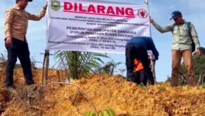 Di Luar Izin Perkebunan, Lahan Sawit PT CUT Disegel Pemda Sanggau