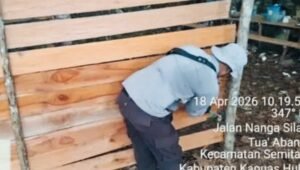 Arena Judi Sabung Ayam di Semitau di Bongkar Polisi