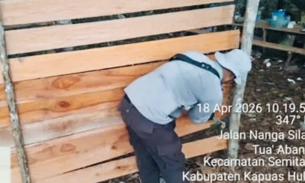 Arena Judi Sabung Ayam di Semitau di Bongkar Polisi