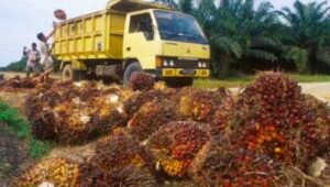 PTPN IV Regional V Klarifikasi Selisih Harga TBS di Sanggau, Sebut Mengacu Regulasi dan Kualitas Buah