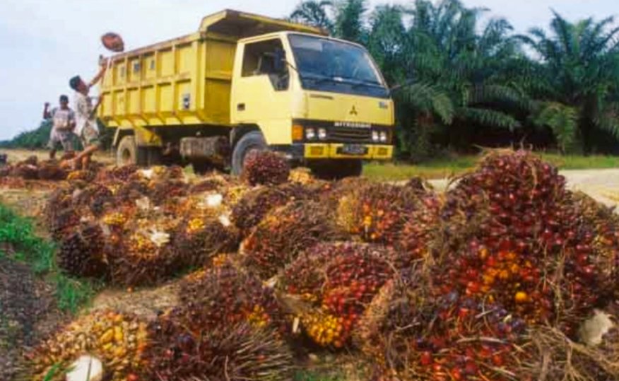 PTPN IV Regional V Klarifikasi Selisih Harga TBS di Sanggau, Sebut Mengacu Regulasi dan Kualitas Buah