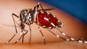 Dinkes Sanggau Warning! Kasus Chikungunya Mulai Meningkat