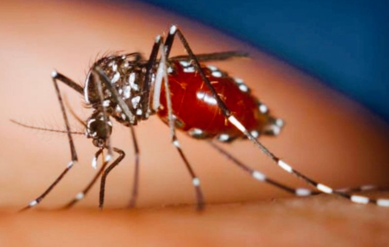 Dinkes Sanggau Warning! Kasus Chikungunya Mulai Meningkat 1 Dinkes Sanggau Warning! Kasus Chikungunya Mulai Meningkat